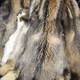 Illustration for article titled Raccoon or Dog? US Government Decides the Fate of Animal Fur